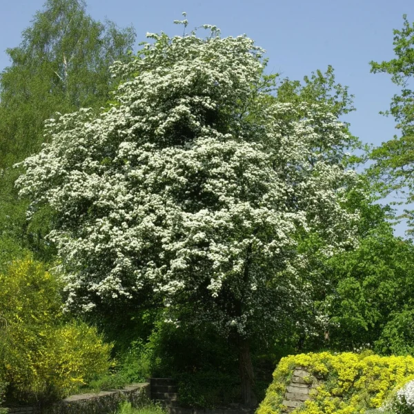 Crataegus monogyna – Eénstijlige meidoorn