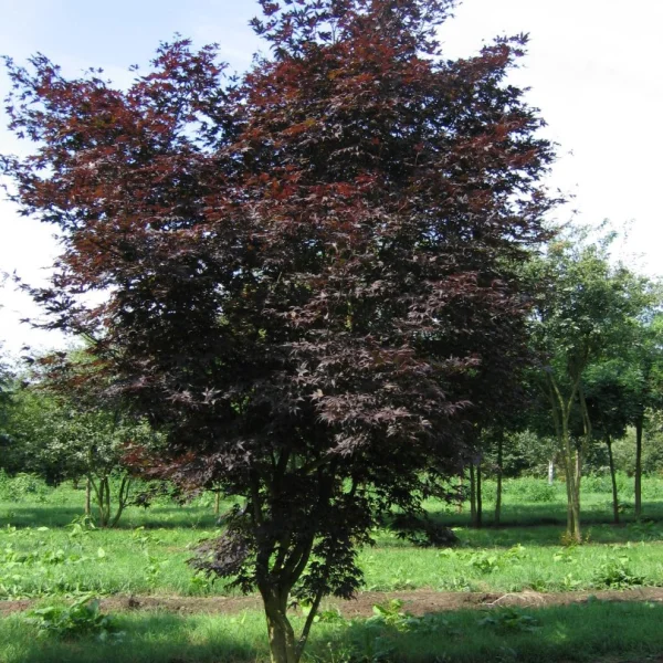 Acer palmatum 'Atropurpureum' – Roodbladige Japanse Esdoorn