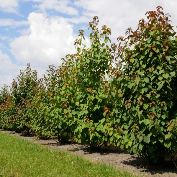 Davidia involucrata – Zakdoekenboom, Luierboom, Vaantjesboom