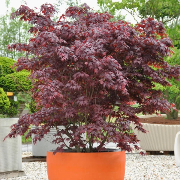 Acer palmatum 'Bloodgood'