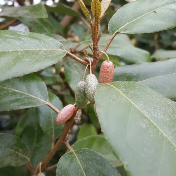 Elaeagnus ebbingei – Olijfwilg