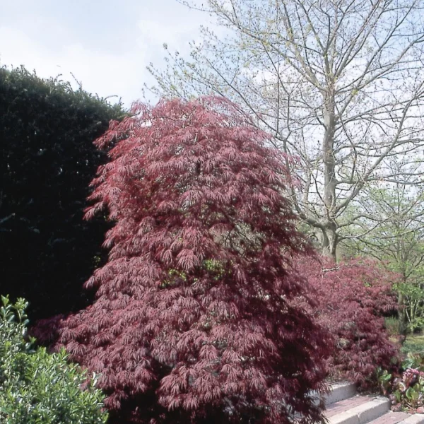 Acer palmatum 'Crimson Queen'