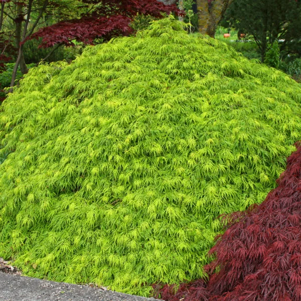 Acer palmatum 'Dissectum'