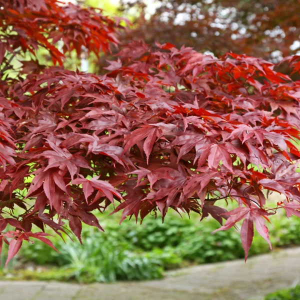Acer palmatum 'Fireglow'