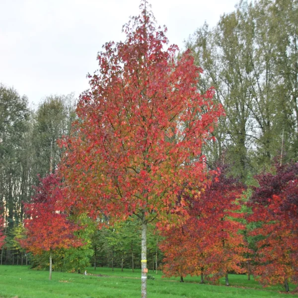 Liquidambar styraciflua 'Stared'