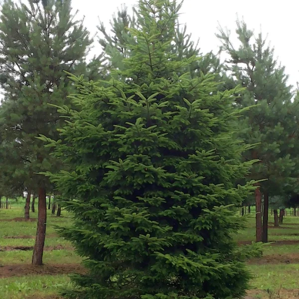Abies alba – Zilverden