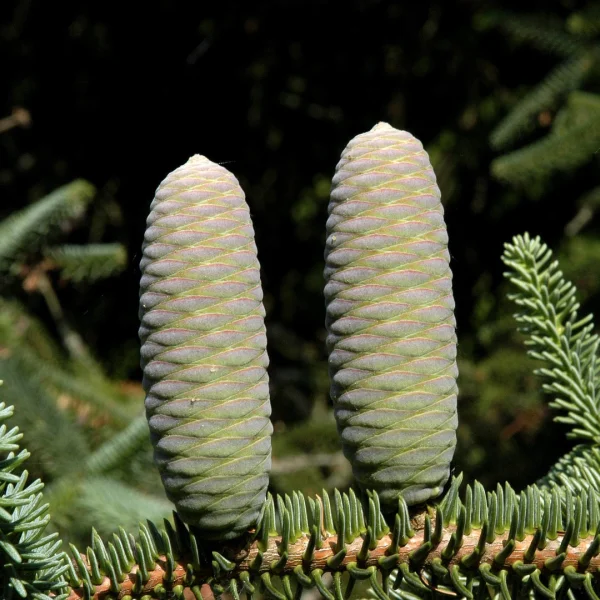 Abies pinsapo 'Glauca'