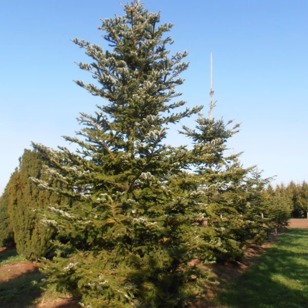 Abies veitchii