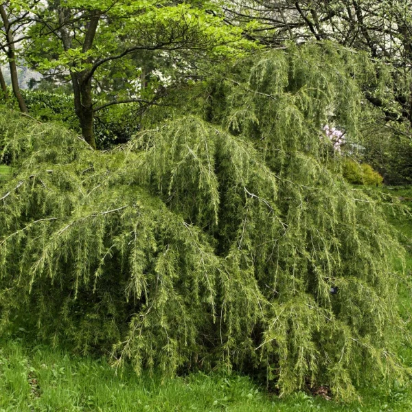 Cedrus deodara 'Robusta'