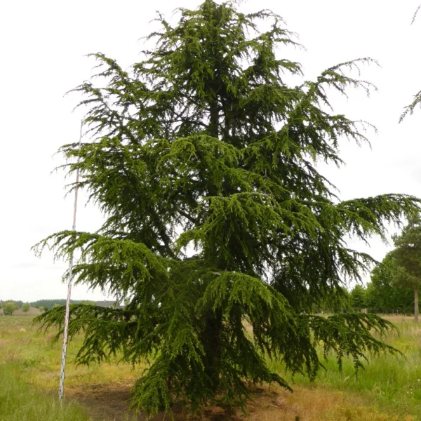 Cedrus libani subsp. atlantica – Atlasceder