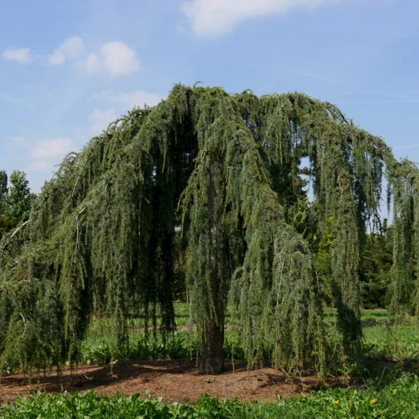 Cedrus libani 'Glauca Pendula'