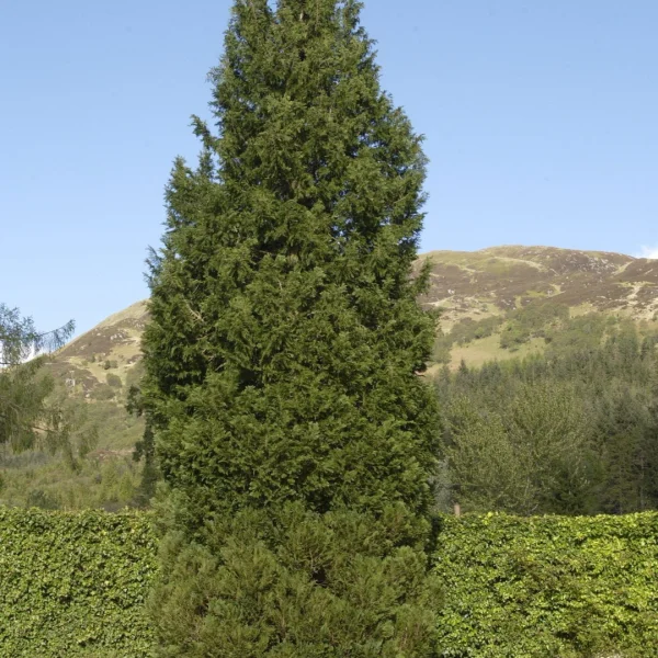 Chamaecyparis lawsoniana 'Columnaris'