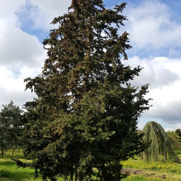 Chamaecyparis lawsoniana 'Little Spire'