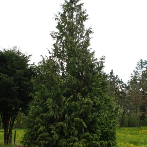 Chamaecyparis nootkatensis 'Aurea'