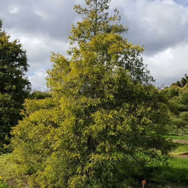 Chamaecyparis pisifera 'Gold Spangle'
