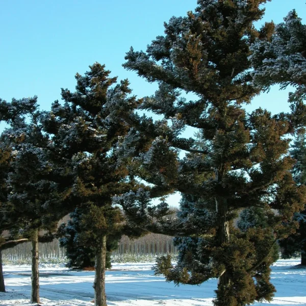 Cryptomeria japonica 'Bandai'