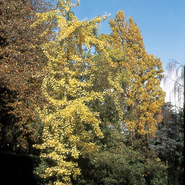 Ginkgo biloba 'Fairmount'