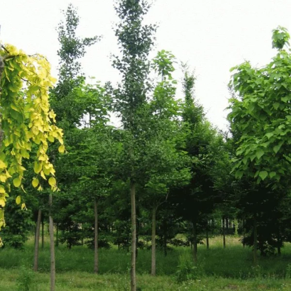 Ginkgo biloba 'Mascia'