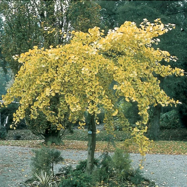 Ginkgo biloba 'Pendula'