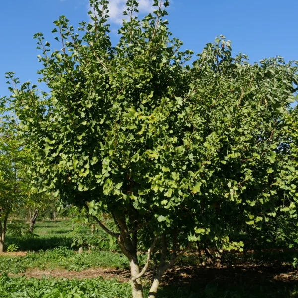 Ginkgo biloba 'Simon'