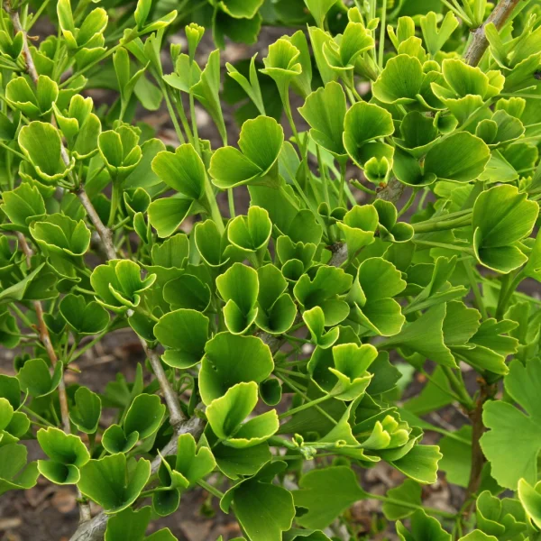 Ginkgo biloba 'Tubifolia'