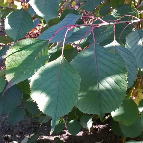 Euptelea pleiosperma
