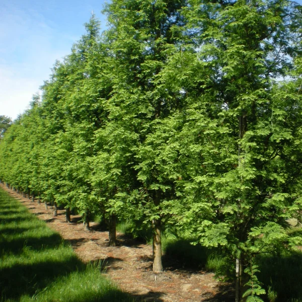 Metasequoia glyptostroboides 'Sheridan Spire'