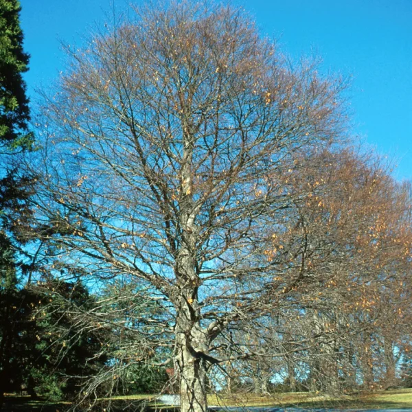 Fagus grandifolia – Amerikaanse beuk