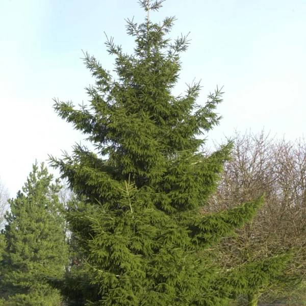 Picea orientalis – Kaukasische spar