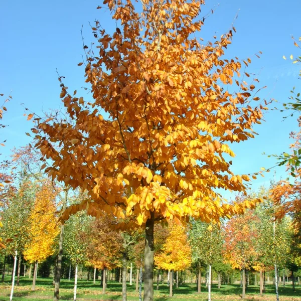 Fagus orientalis – Kaukasische beuk, Oosterse beuk