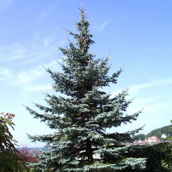 Picea pungens 'Koster'