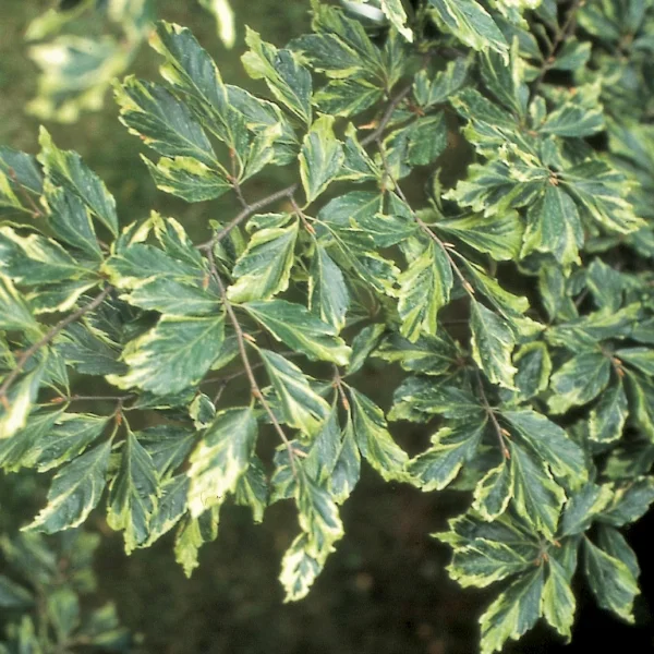 Fagus sylvatica 'Albomarginata'