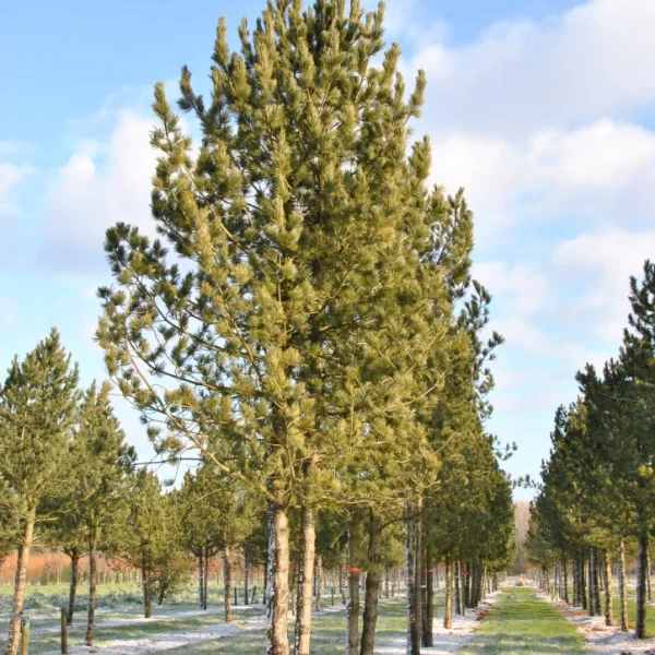 Pinus cembra – Alpenden