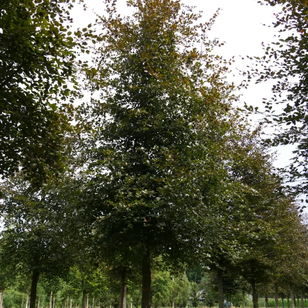 Fagus sylvatica 'Atropunicea' – Bruine beuk