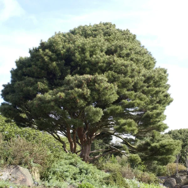 Pinus densiflora 'Umbraculifera'