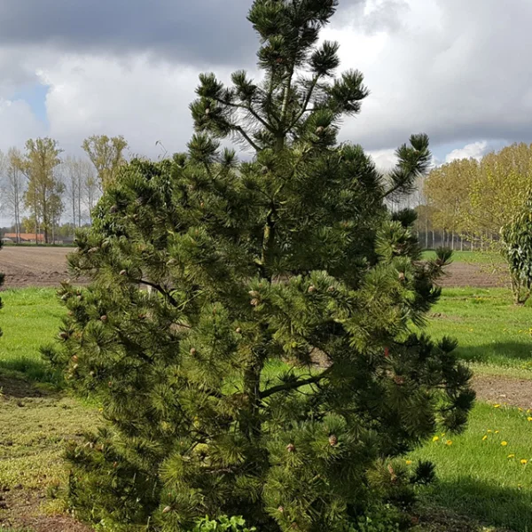 Pinus heldreichii