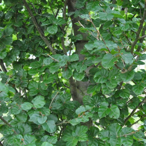 Fagus sylvatica 'Cockleshell'