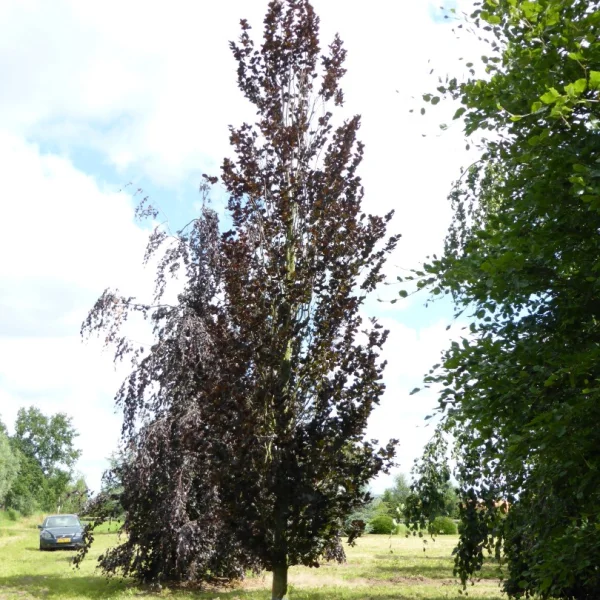 Fagus sylvatica 'Dawyck Purple'