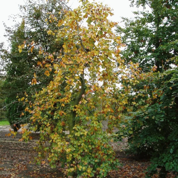 Fagus sylvatica 'Miltonensis'