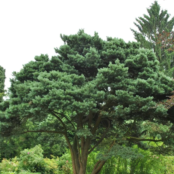 Pinus sylvestris 'Watereri'