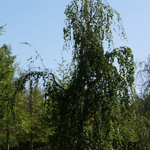 Fagus sylvatica 'Pendula' – Groene treurbeuk