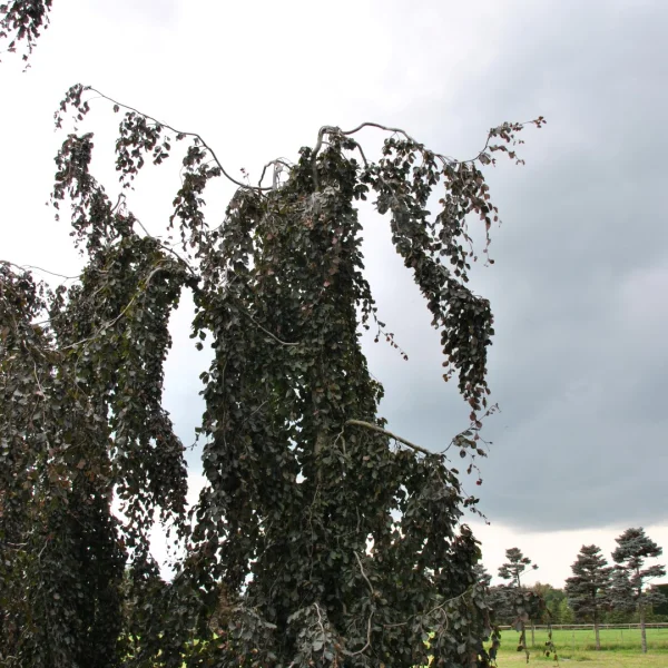 Fagus sylvatica 'Purple Fountain'