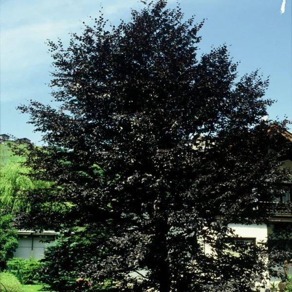 Fagus sylvatica 'Purpurea Latifolia'