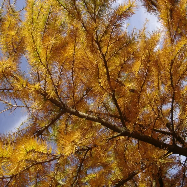 Pseudolarix amabilis – Goudlork