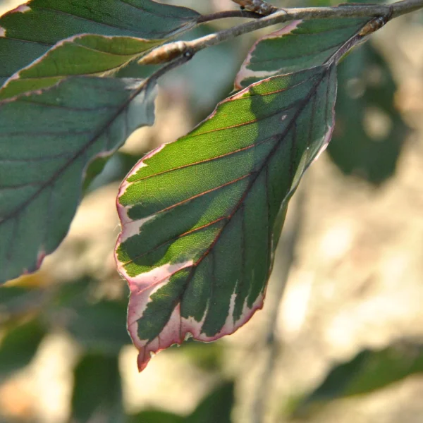 Fagus sylvatica 'Purpurea Tricolor'