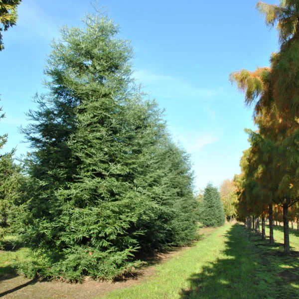 Sequoia sempervirens 'Winter Blue'