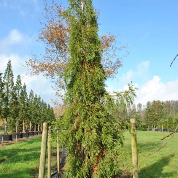 Sequoiadendron giganteum 'Barabits Requiem'