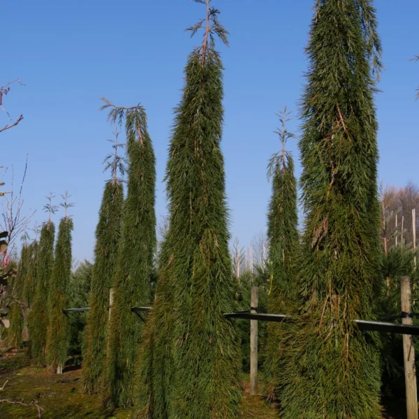 Sequoiadendron giganteum 'Pendulum'