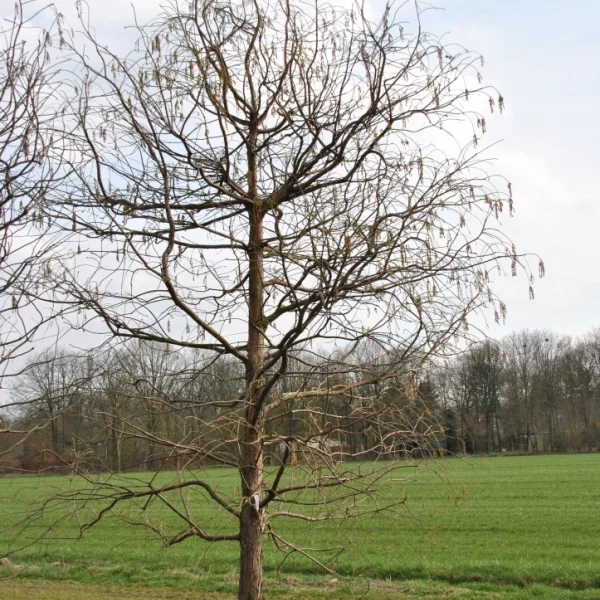 Taxodium distichum 'Pendens'
