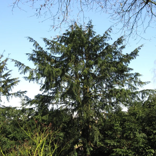 Taxus baccata 'Dovastoniana'